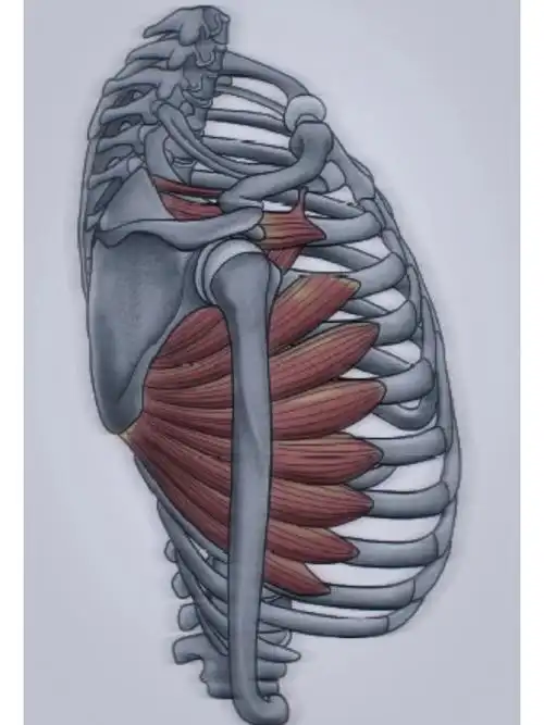 推的功能受限等等 br>前锯肌所附着的肋骨位置可以将前锯肌分为上,中