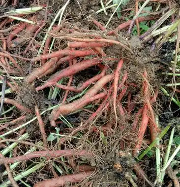 野生丹参新鲜丹参干丹参丹参段