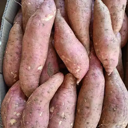 湖北精品西瓜红龙九红薯大量上市外型匀称口感细腻