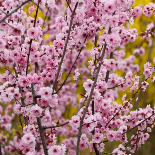 地栽红叶碧桃树苗室内外耐寒绿植树苗 如意美人梅2厘米粗一米高左右