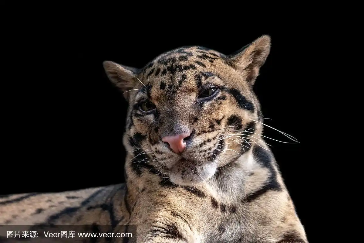 云豹,黑色背景,注视镜头,分离着色,特写