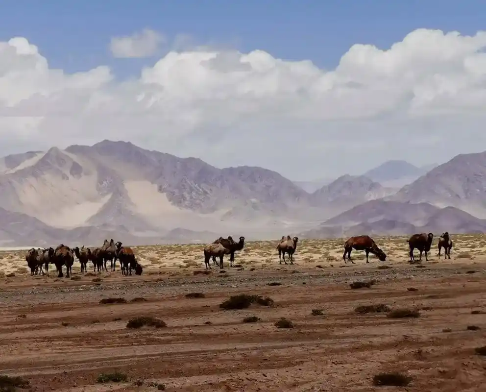 这是去年六月份,在阿尔金山自然保护区.用手机50倍的长焦抓拍 - 抖音