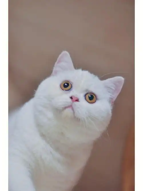 白色英短妹妹胖云寻铲屎官