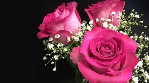 粉红色的玫瑰,鲜花,花束,黑色背景 壁纸 - 1920x1080 全高清