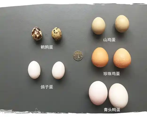 包邮珍珠鸡蛋生态散养 203060枚新鲜土鸡蛋农家鸡蛋益智.