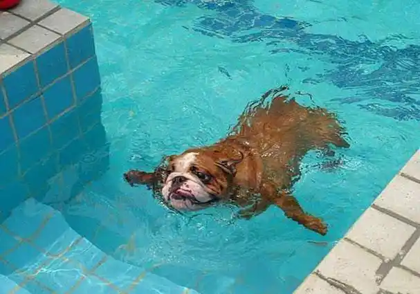 搞笑蛙泳表情包