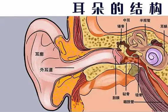 惠耳助听器永川服务中心:中耳炎科普文——认识中耳炎_鼓膜