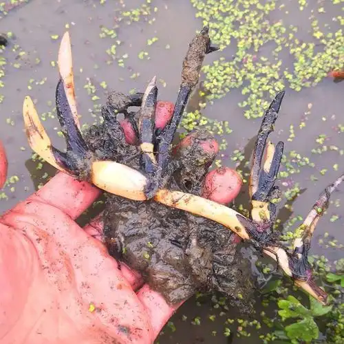 阳台书房小型荷花小型荷花碗莲根茎带芽种藕苗水培植物四季种植室内
