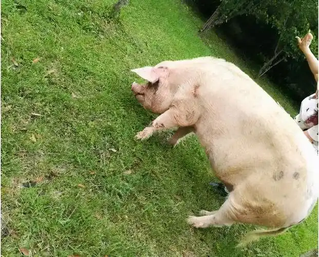 网红"猪坚强"走了:从废墟被刨出来的那一刻,就注定了它的传奇