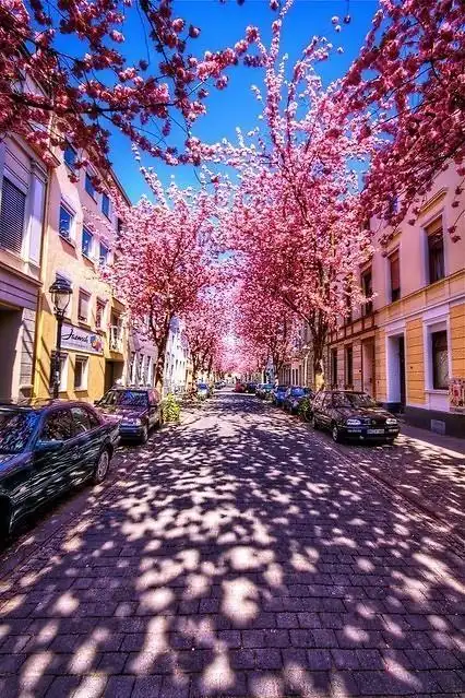 推荐这些花的唯美意境,使人心动