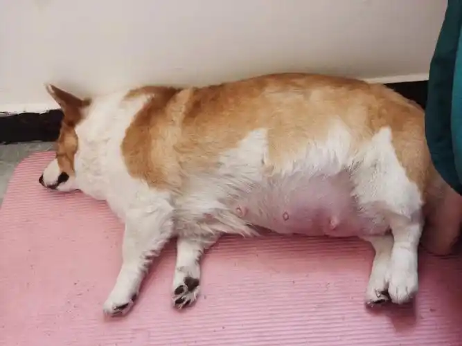 记录柯基怀孕日常