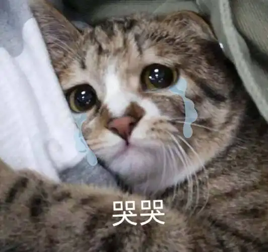 萌宠gif喵星人gif哭哭gif难受gif呆萌gif可爱gif