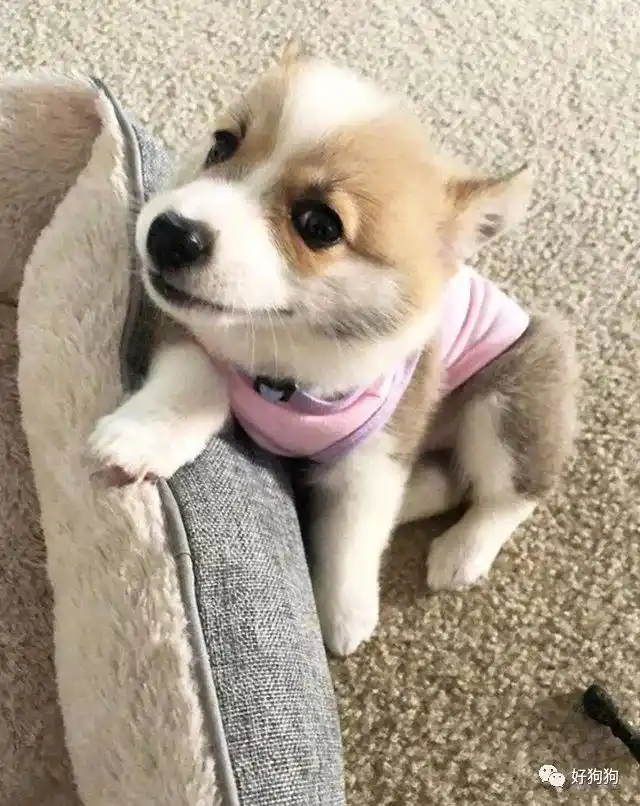 萌化了……抱着毛绒玩具睡觉95毛绒玩具抱着lychee睡觉95和毛绒