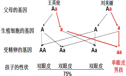 王英俊与刘美丽都是双眼皮结婚后生了一个单眼皮的男孩