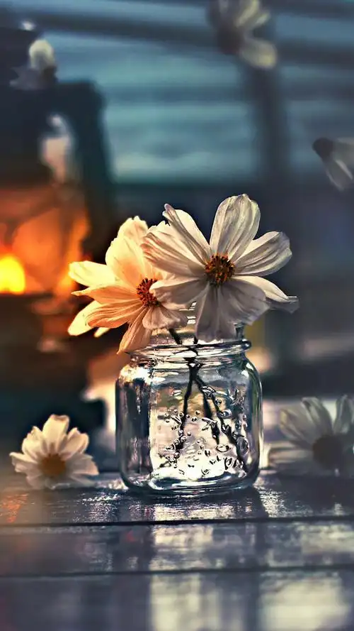 小清新意境家居静物