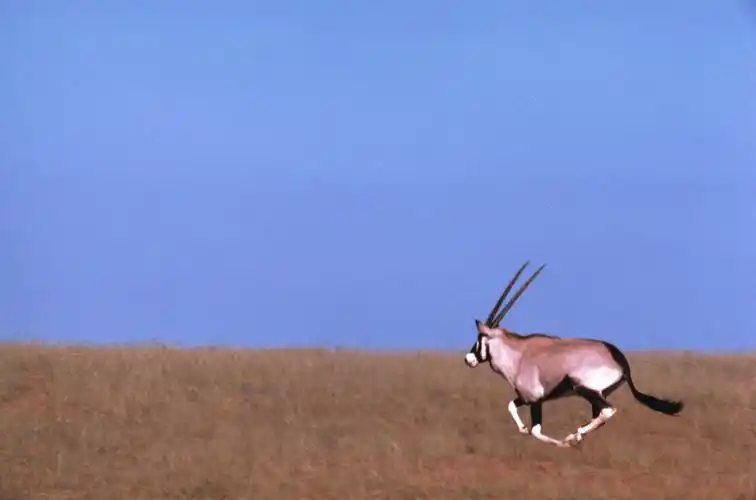 树林里的羚羊高清桌面壁纸下载 第一辑