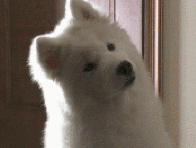 萨摩耶卖萌歪头可爱gif动图_动态图_表情包下载_soogif