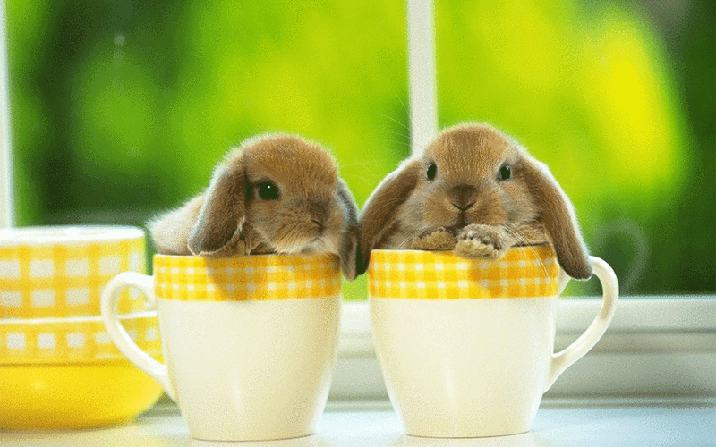 win7可爱动态萌宠电脑桌面壁纸高清大图预览1920x1200_动物壁纸下载