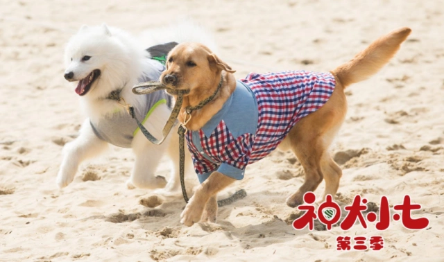 神犬小七里面的小雪是什么狗 你还记得这部电视剧吗?