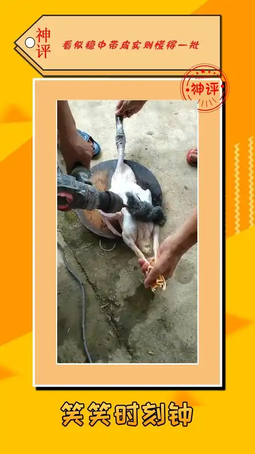 我要上热门#又学了一招,给鸭子拔毛,一个手电钻就解决了!