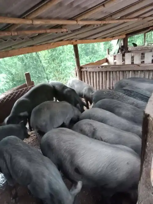 生态土黑毛猪 200-300斤