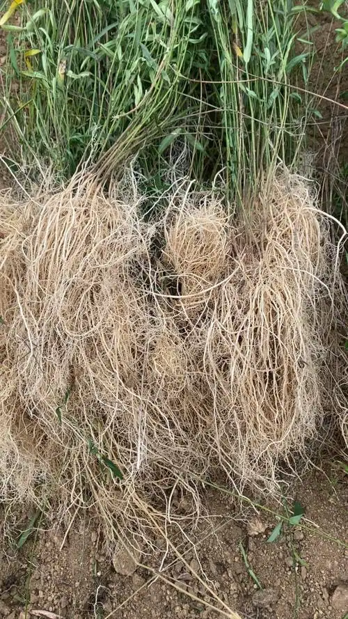 徐长卿全草,山东省泰安市新泰市汶南镇产地.