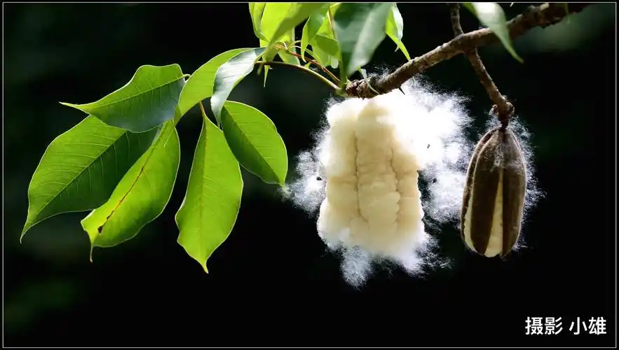 五月份木棉花的果实成熟裂开,棉絮飞扬,雪花飘飘与您分享!摄影 小雄