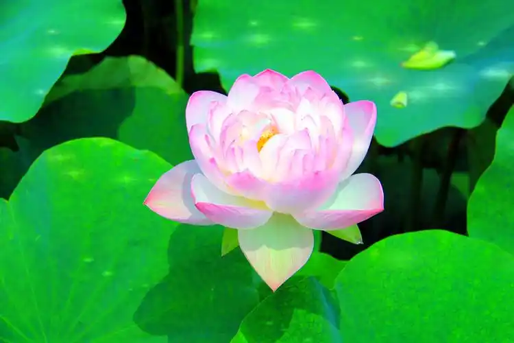 第一次离一朵盛开的荷花那么近,近的仿佛能听到花瓣绽放的声音.