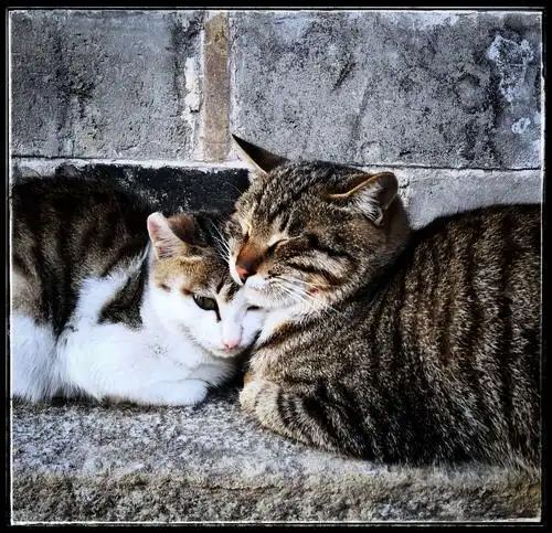 这两只猫,习惯了游客的来来往往,很淡定的相依在一起.