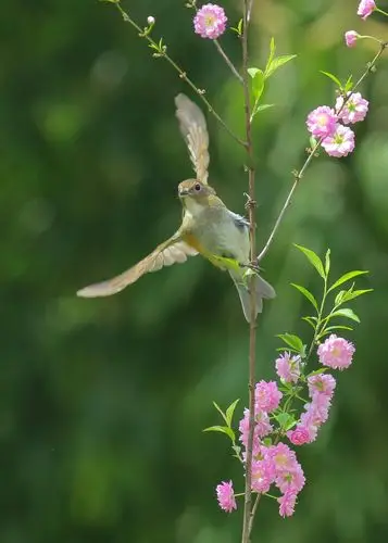 花鸟图—摄于森林公园