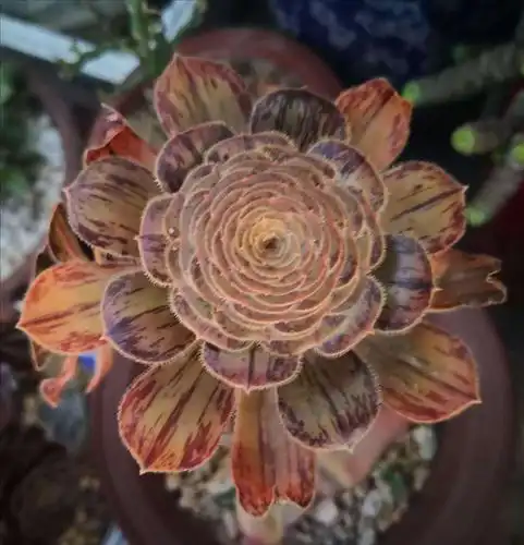 法师拉丝锦:又叫黑法达摩法师,平常的时候一般都是灰绿色的叶子,叶片