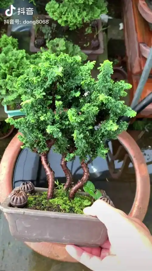 丛林石化桧盆景盆景石化桧盆景