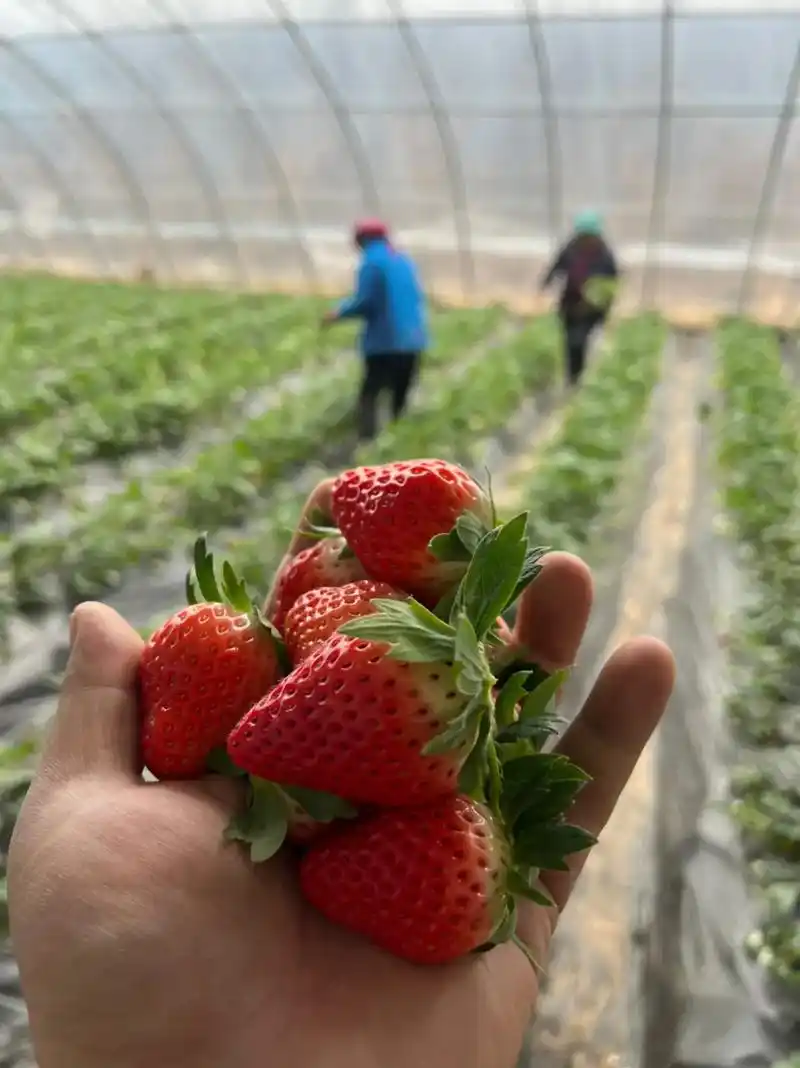 草莓基地 #淄博 #采摘园 #草莓熟了 #纯天然无公害 # - 抖音
