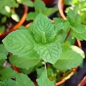 薄荷的花语是什么