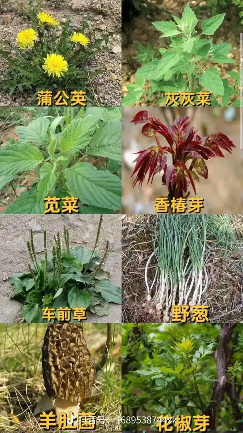 春天的野菜都出来了,这些图片基本都全了,哪些能吃哪些不能吃自 - 抖