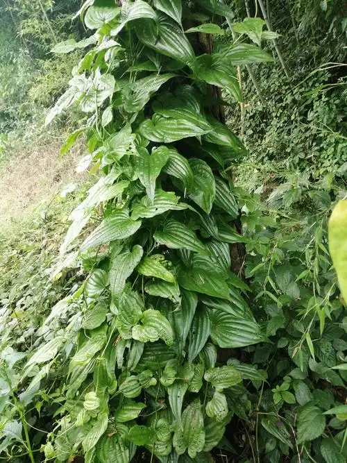 百部根. - 创作者159062462193069 - 图虫