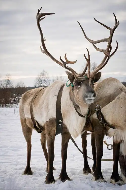 驯鹿