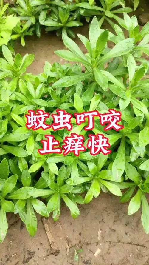 蚊虫叮咬止痒快,它就是蚊子草,花盆菜园都能种,现在种正合适