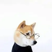 搞笑柴犬头像 搞笑的柴犬狗头像_微信头像图片大全