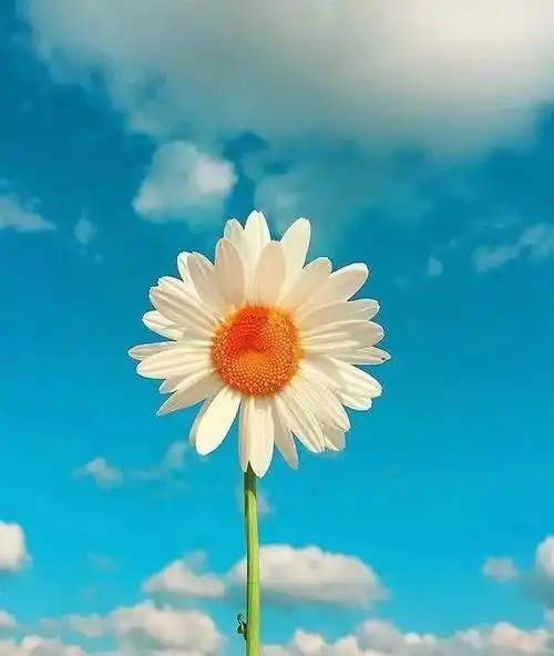 适合早上发朋友圈的句子文案,早上正能量短语朋友圈图片配图