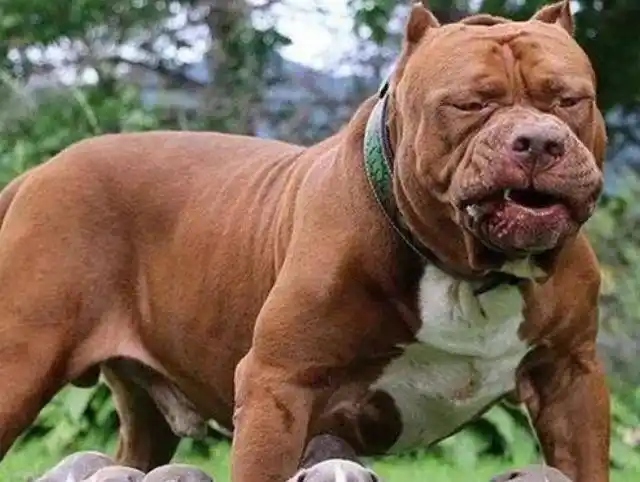 美国纯种巨型比特犬和一般比特犬的价格有多大差价