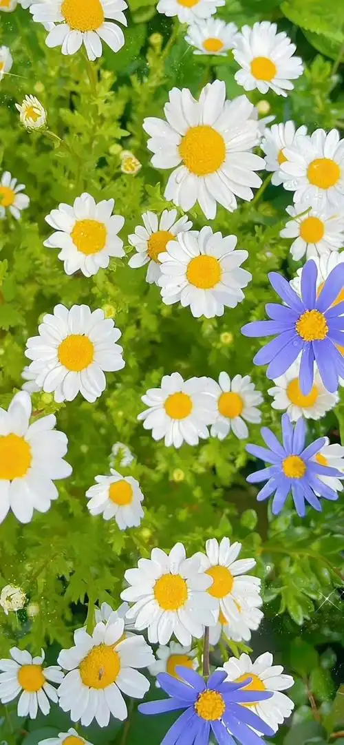 夏日养眼小清新壁纸