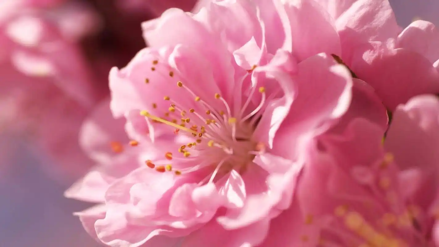 美丽的梅花开图片桌面壁纸