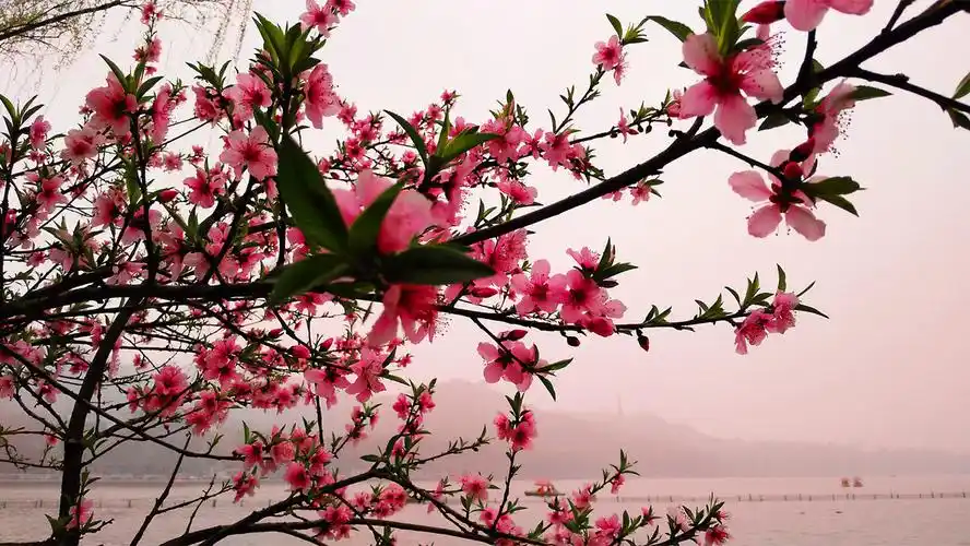 江南 西湖 桃花 - 鹤林雨露 - 图虫