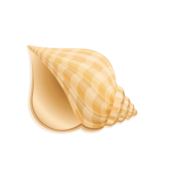 贝壳海螺