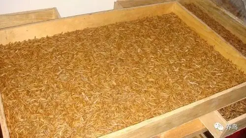 黄粉虫面包虫养殖技术