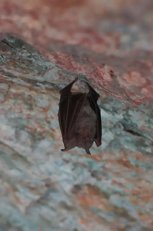 蝙蝠,睡眠,动物,自然,昆虫