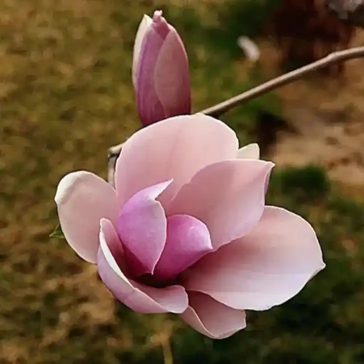 东莞市花(玉兰花).#玉兰花开美如玉 #祝大家周末愉快心情美 - 抖音