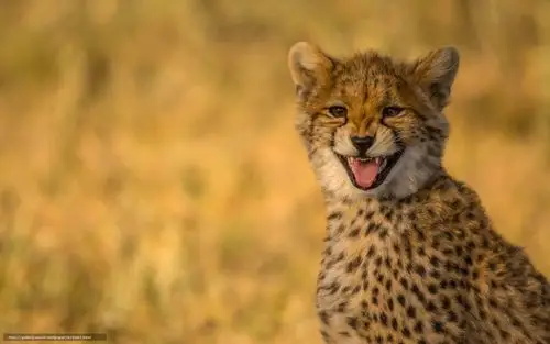 cheetah, wildcat, smile, portrait