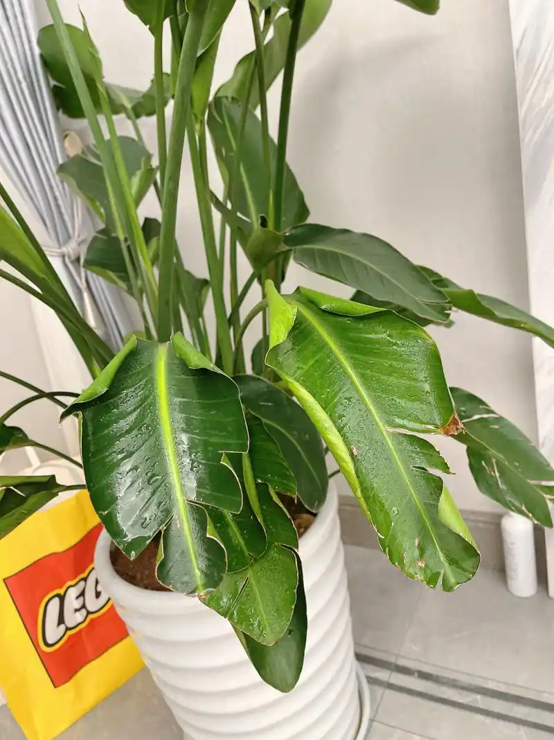 天堂鸟叶片卷边下垂怎么回事00 买来养了5个月左右了 第一张是之前